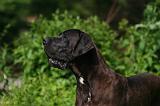DOGUE ALLEMAND 830